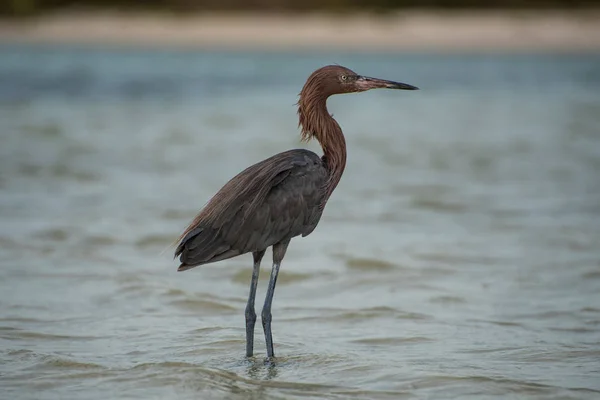 Heron Holbox Caribbean Island Mexico — Stockfoto