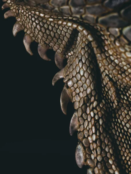 Professional close up portrait of the details of an Iguana. Macro