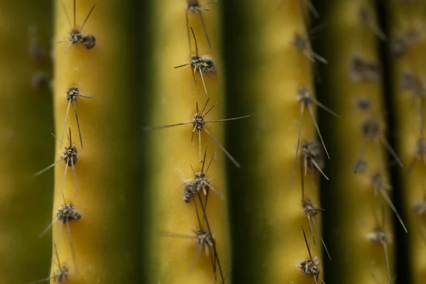 サボテン科植物園 カデレータ モンテス ケレタロ メキシコ — ストック写真