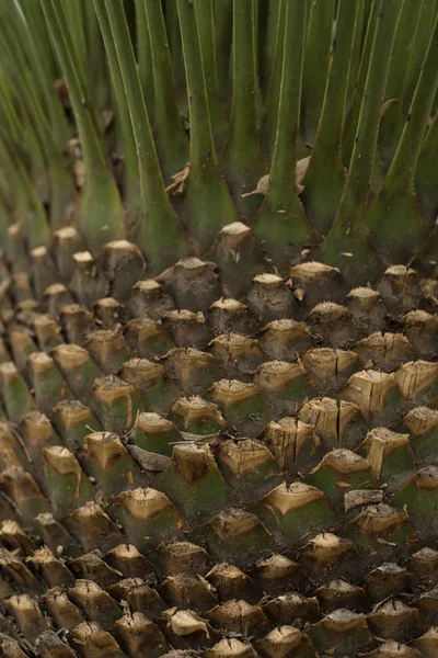 墨西哥Queretaro Cadereyta Montes植物园 — 图库照片