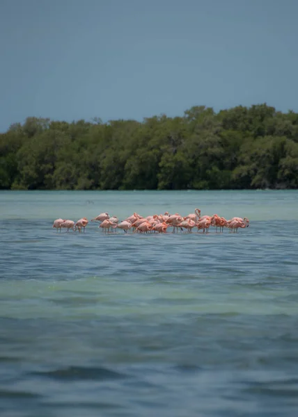 Grupp Flamingos Exotiska Fåglar Holbox Island Karibien Mexiko — Stockfoto