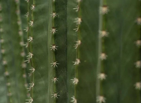 Cactaceae Botanikus Kert Cadereyta Montes Queretaro Mexikó — Stock Fotó