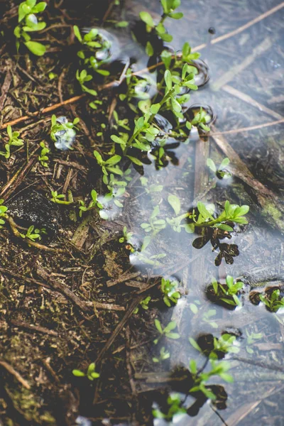 Natural View Green Leaves Water — Stok fotoğraf