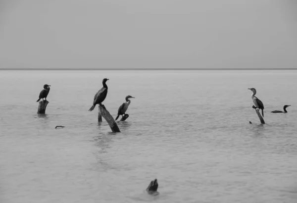 Grupo Cormoranes Concepto Hábitat Natural Holbox México — Foto de Stock