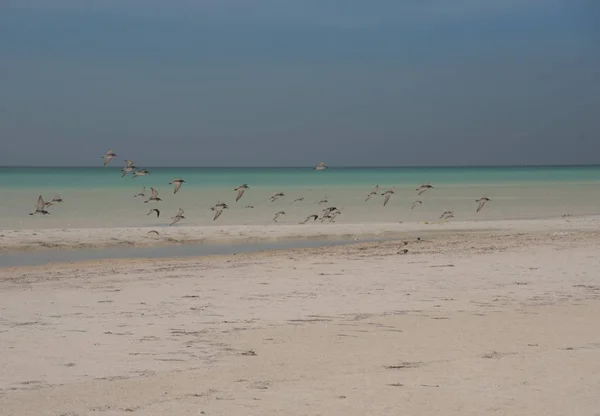 Πουλιά Στο Holbox Caribbean Island Στο Μεξικό — Φωτογραφία Αρχείου