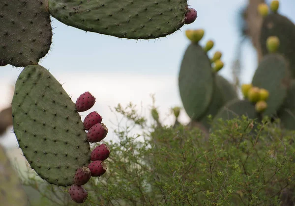 サボテン科植物園 カデレータ モンテス ケレタロ メキシコ — ストック写真