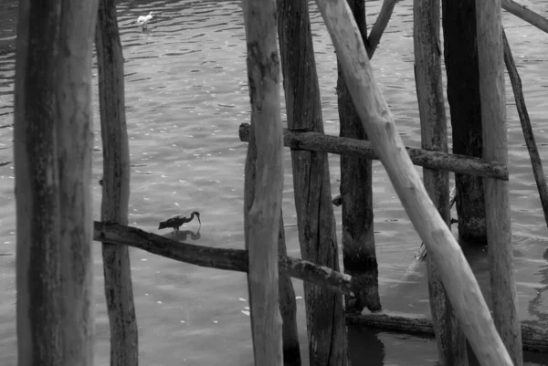 Vogel Holbox Mexiko Hintergrund — Stockfoto