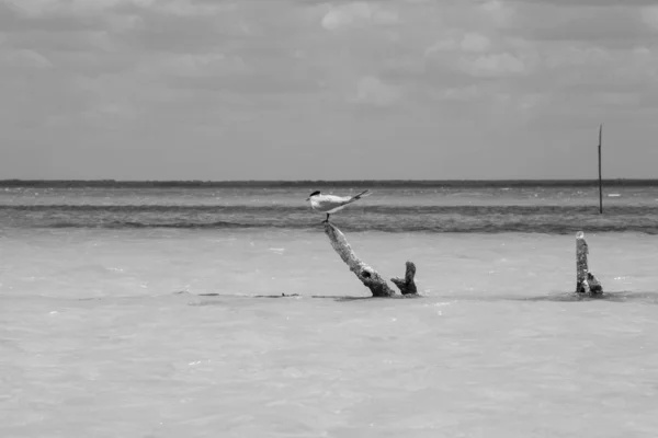 Kunglig Tern Holbox Mexikanska — Stockfoto