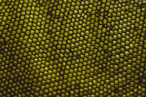 Iguanas have varying types of scales covering different areas of their body
