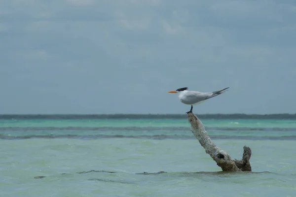 Royal Tern Holbox Νήσος Μεξικού — Φωτογραφία Αρχείου