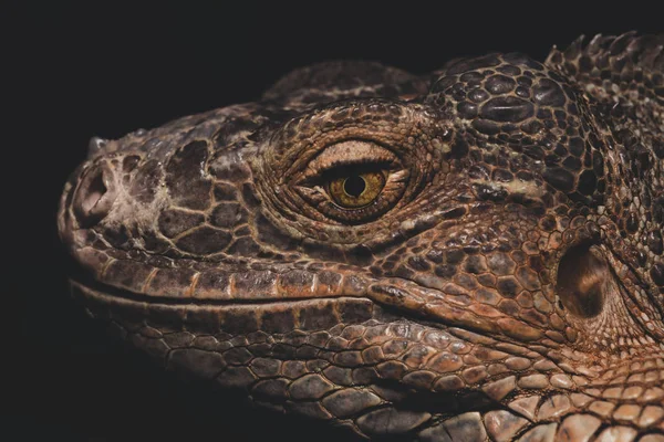 Macro Close Iguana Een Geslacht Van Hagedissen Uit Familie Echte — Stockfoto