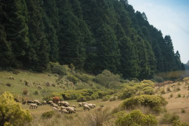 La Marquesa Ulusal Parkı, Meksika Eyaleti / Nisan 04 2018 Çoban ya da koyun çobanı koyun sürülerini besleyen ya da koruyan kişidir.