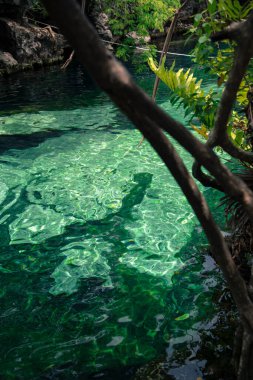Quintana Roo, Mayan Riviera, Meksika 'daki Crystal Cenote doğal bir yerdir. Burada, şnorkelle yüzmek için ideal 3 açık mağara bulunur.