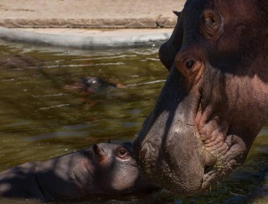 beautiful portrait of a baby hippo with his mother clipart