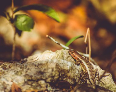 Kertenkele Meksika Cenote 'sine yakın