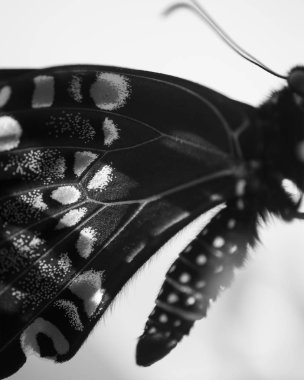Siyah bir kelebeğin makro fotoğrafı, detaylar