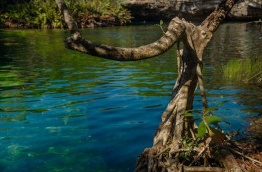 Quintana Roo, Mayan Riviera, Meksika 'daki Crystal Cenote doğal bir yerdir. Burada, şnorkelle yüzmek için ideal 3 açık mağara bulunur.