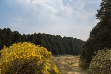 Güzel Sarı Çalı La Marquesa Ulusal Parkı