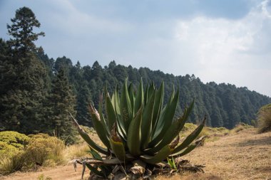 La Marquesa Ulusal Parkı (İspanyolca: 