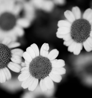 Bir Roma papatyasının papatya çiçeğinin damgasıyla