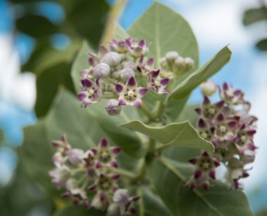 Arka planda bahar çiçekleniyor, kapat