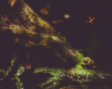 Arka planda bir Meksika Cenotunun bitkileri