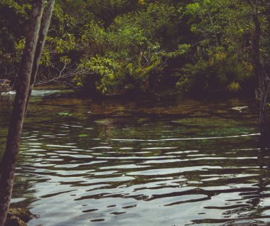 Quintana Roo, Mayan Riviera, Meksika 'daki Crystal Cenote doğal bir yerdir. Burada, şnorkelle yüzmek için ideal 3 açık mağara bulunur.