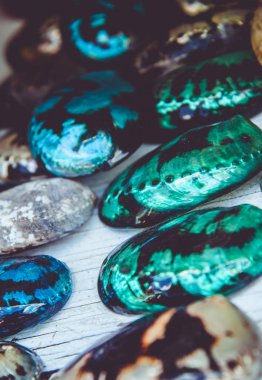 Arka planda güzel kabuklar, kapatın