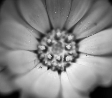 Calendula çiçeğinin yapraklarının sınırının makro detayları