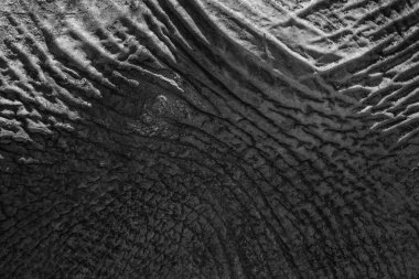 Arka planda bir filin derisini kapatın.