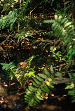 Arka planda bir Meksika Cenotunun bitkileri