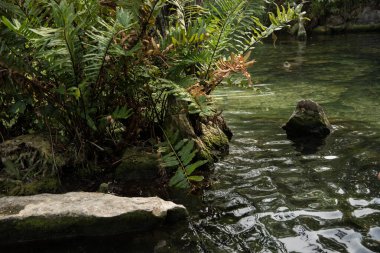 Quintana Roo, Mayan Riviera, Meksika 'daki Crystal Cenote doğal bir yerdir. Burada, şnorkelle yüzmek için ideal 3 açık mağara bulunur.