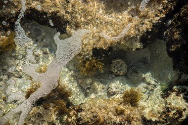 Meksika 'daki Mujeres Adası' nın temiz su manzarası.