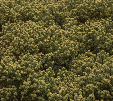 La Marquesa Ulusal Parkı (İspanyolca: 