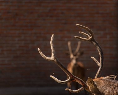 Geyikler hayvanlar, hayvanat bahçesi konsepti