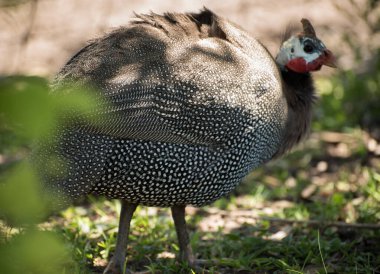 Gine kuşu portresi, arka tarafa odaklan.