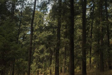 La Marquesa Ulusal Parkı (İspanyolca: 