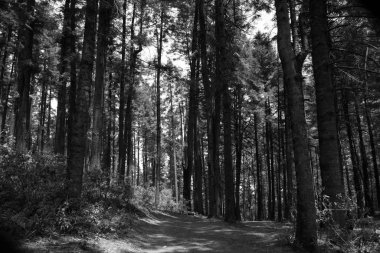 La Marquesa Ulusal Parkı (İspanyolca: 