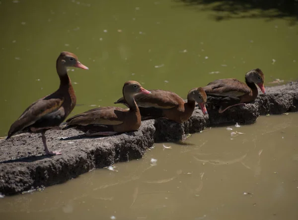 Cuatro Patos Silbantes Vientre Negro Pie Acostados Una Piedra Medio — Foto de Stock