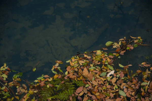 Närbild Vatten Och Vegetation Inne Huasca Ocampo — Stockfoto