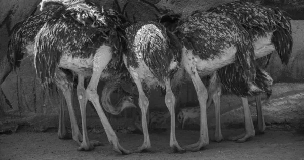 Multiple common ostriches seen from behind, black and white