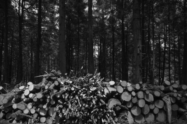 Концепция Вырубки Лесов Лесозаготовки — стоковое фото