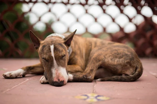 Bull Terrier Köpeği Yakın — Stok fotoğraf