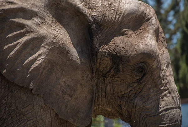 Nahaufnahme Eines Elefanten Der Seitlich Steht — Stockfoto