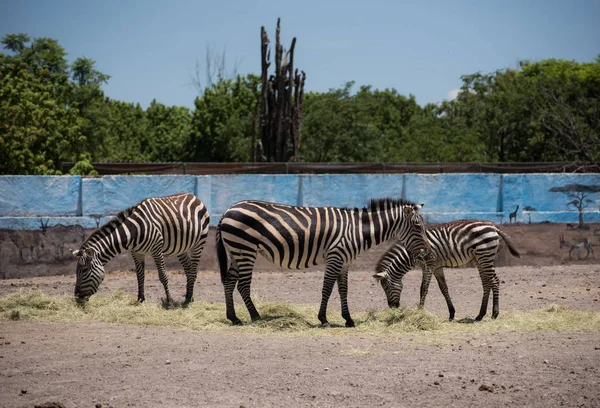 Queretaro Meksika Temmuz 2018 Bir Hayvanat Bahçesinde Çim Yiyen Zebra — Stok fotoğraf