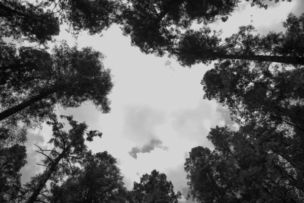 Черно Белое Козырек Высоких Деревьев Ободранные Ветви Деревьев Фоне Никого — стоковое фото