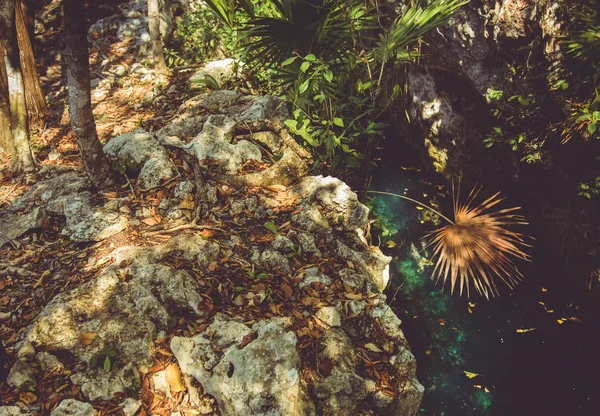 Landschap Uitzicht Een Mexicaanse Cenote — Stockfoto
