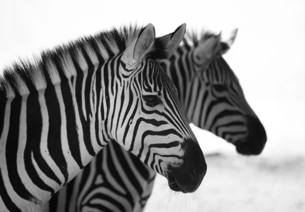 Close Van Een Paar Zijdelings Staande Zebra — Stockfoto