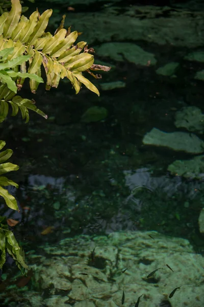 Quintana Roo Mayan Riviera Meksika Daki Crystal Cenote Doğal Bir — Stok fotoğraf