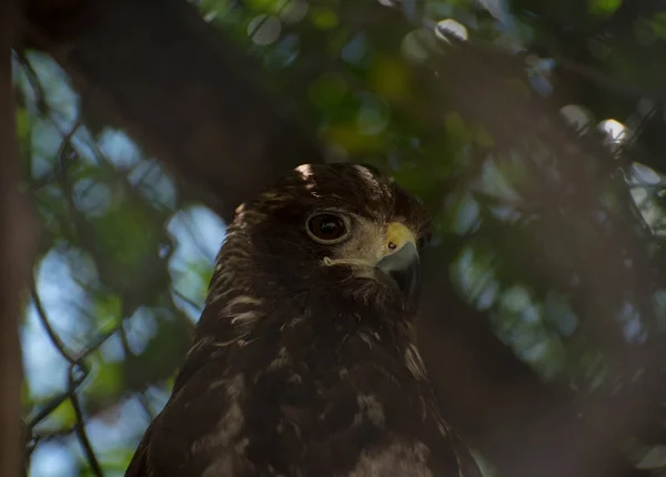 Headshot Eagle Zoo Background — Stock Photo, Image